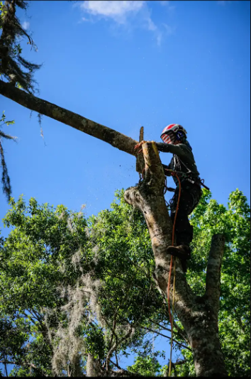 Branch Brothers Image