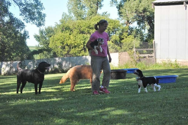 Images Saalo Farms Pampered Pet Boarding