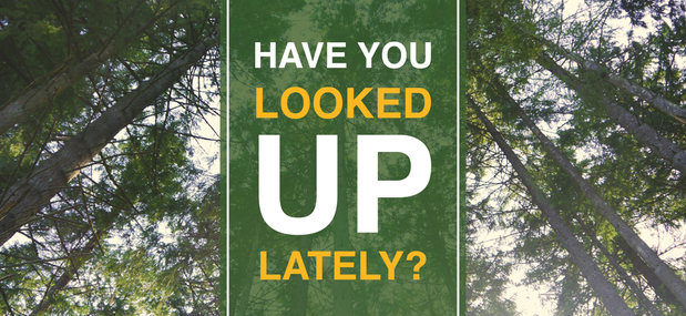 Images Beaver Tree Service Inc