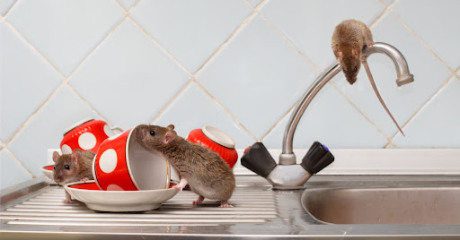 NJ Pest Control Image