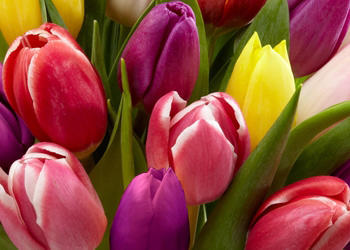 Ousterhout's Flowers Image