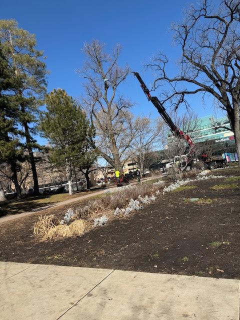 Clean Cuts Trees Image