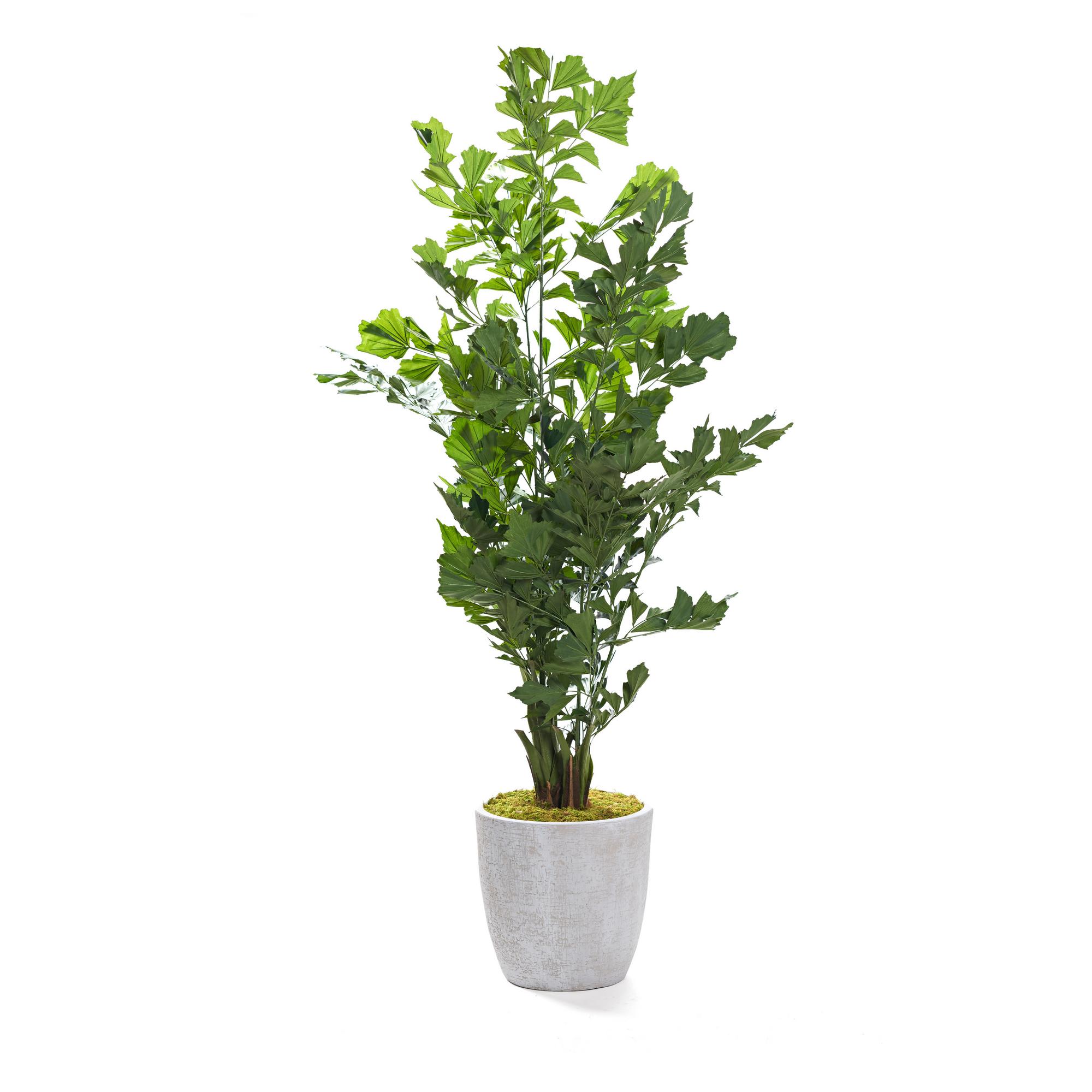 7' Fishtail Palm in Hudson Planter