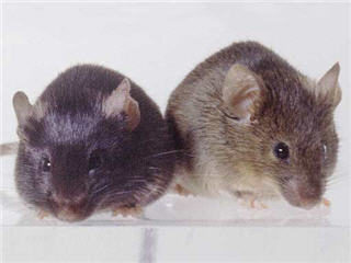 Images Aggressive Pest Control