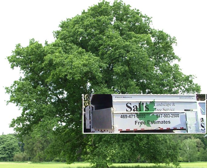 Sal's Landscape &amp; Tree Service Logo
