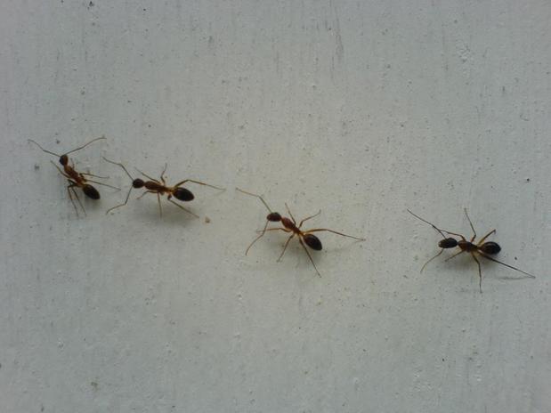Images Best Price Pest Control