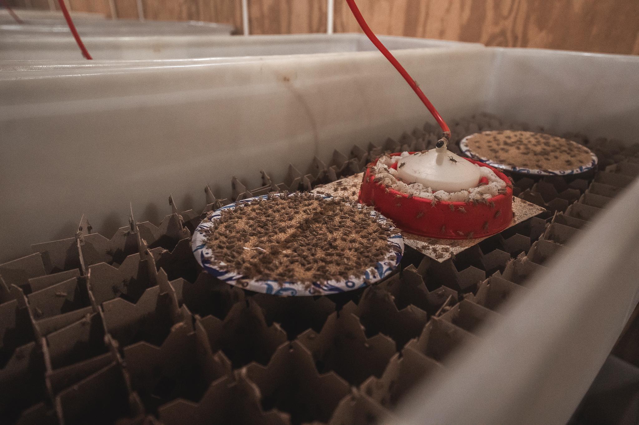 Carolina Crickets Image