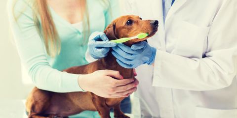 The Importance of Pet Dental Care