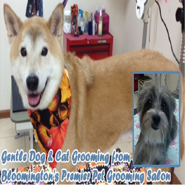 Top Dog Grooming Salon Photo
