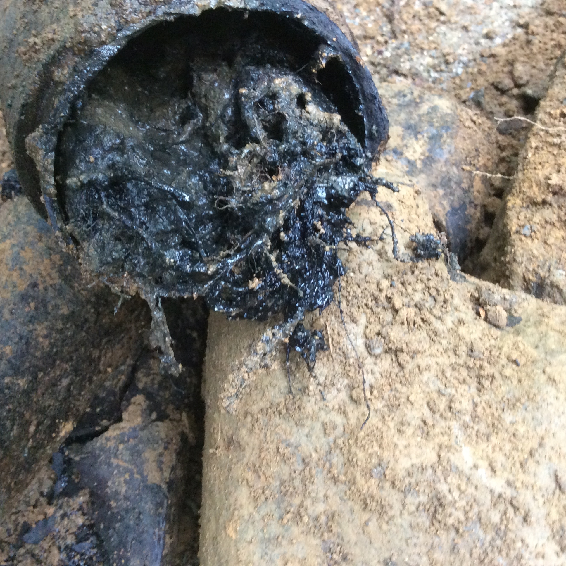 Sewer Surgeons Image