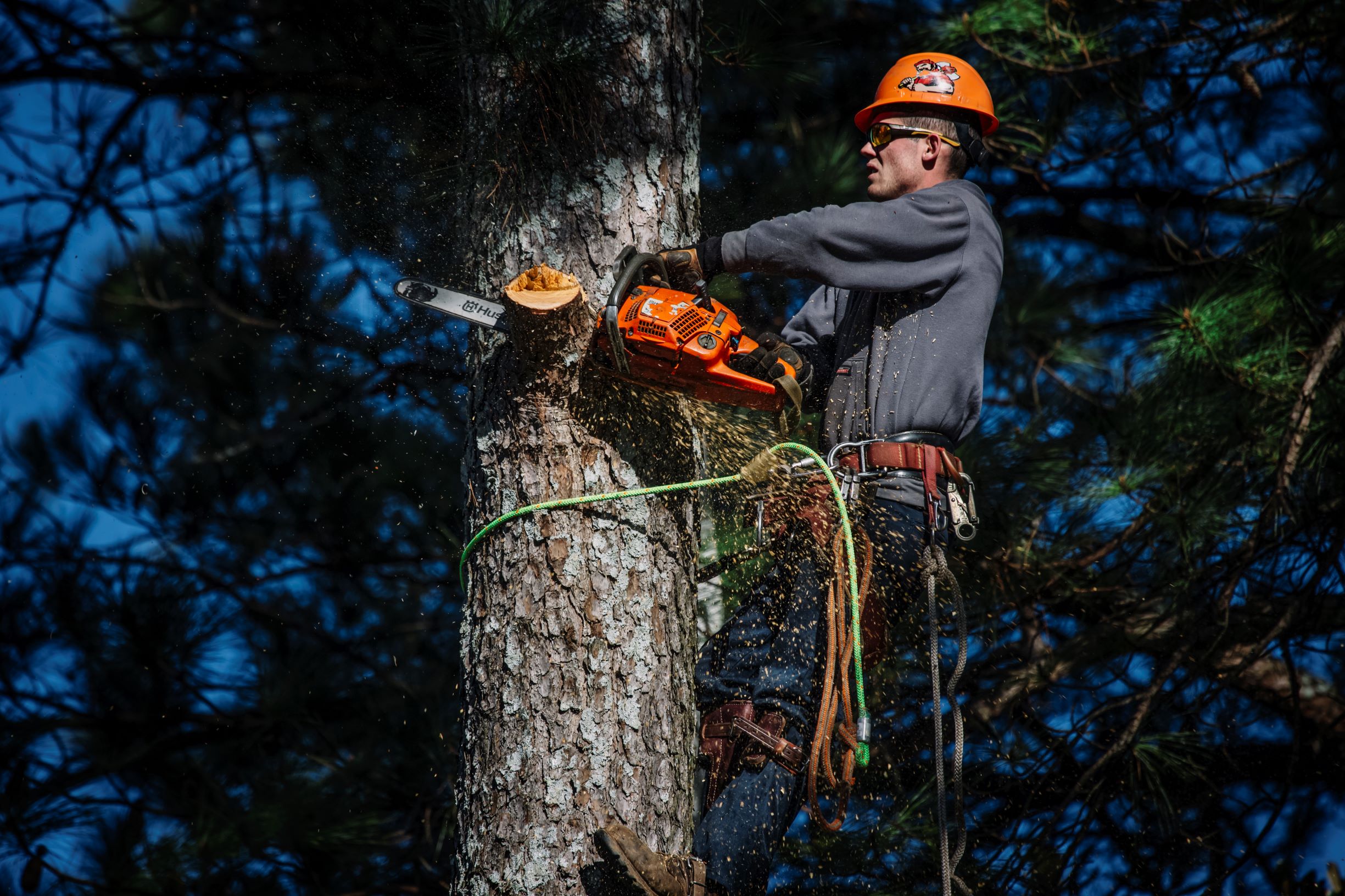 Lumberjacks Tree Service Photo