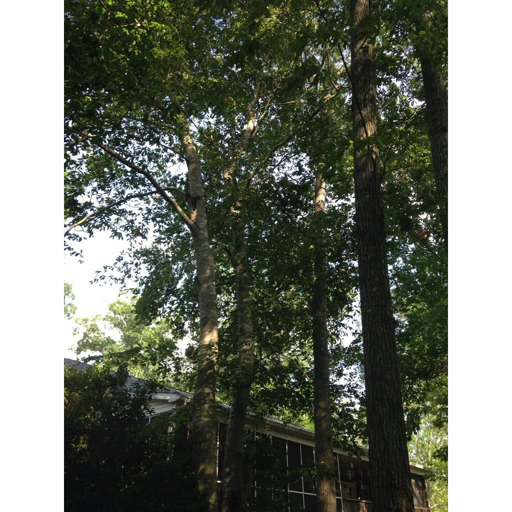 Hand to Hand Snelling Tree Service Logo