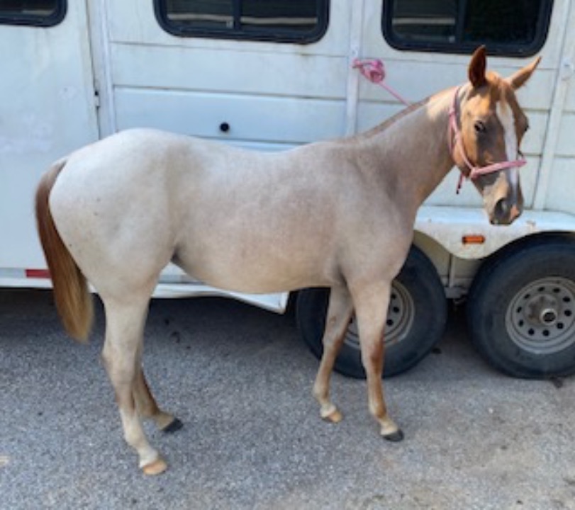 CTG Horse, LLC Image