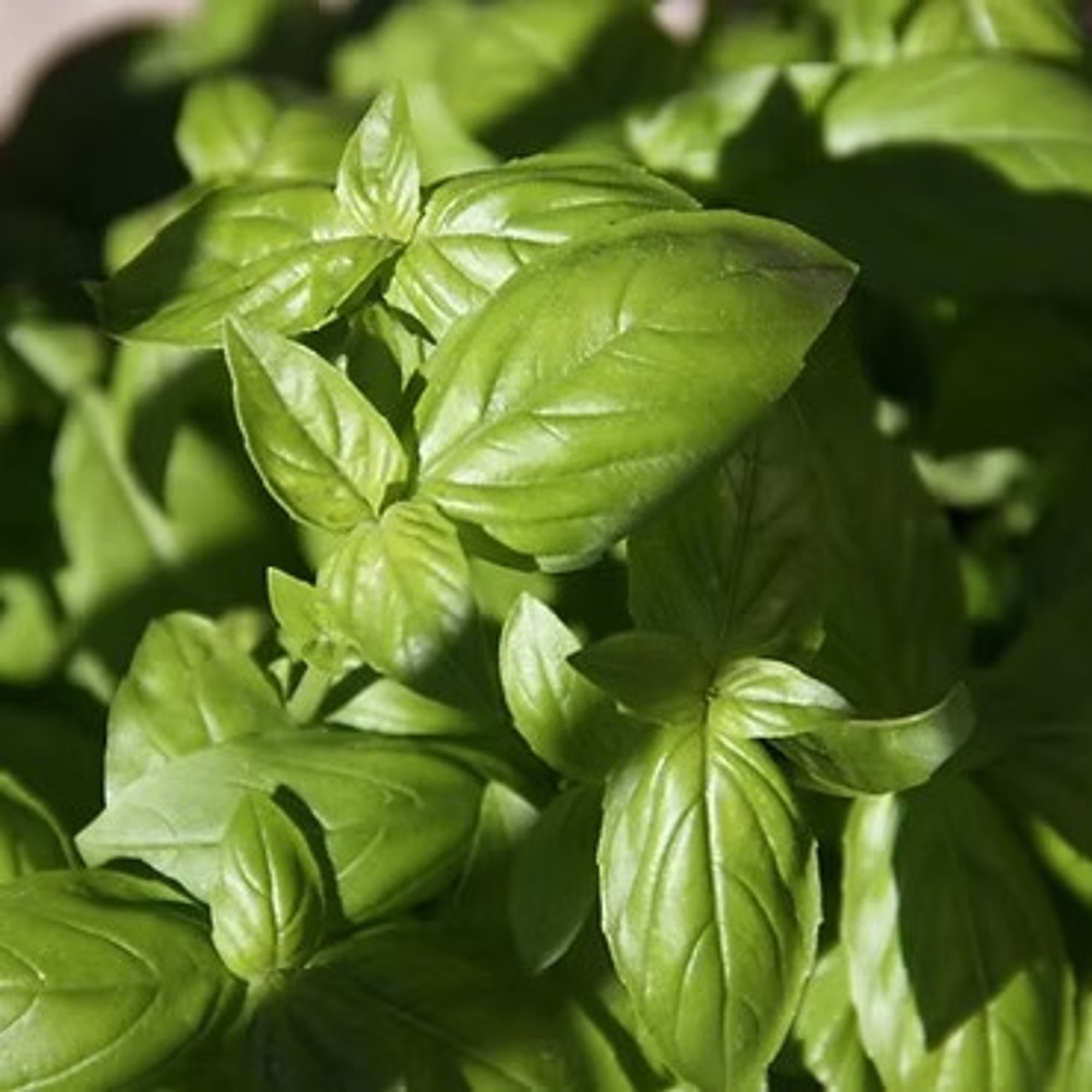 Basil Olive Oil