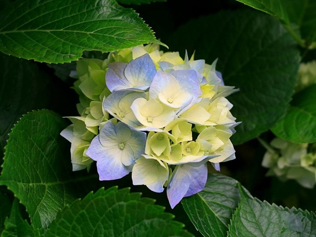 Images K & K LAWN & SHRUB SERVICES INC grosse pointe