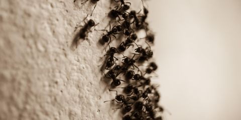 Why Do I Have an Ant Infestation?