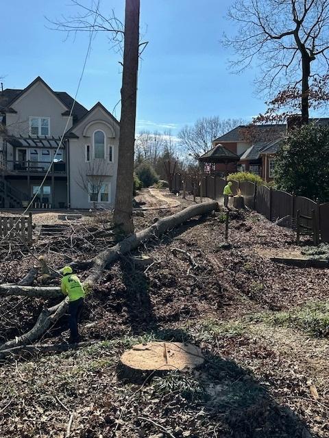 Georgia Tree Company Image