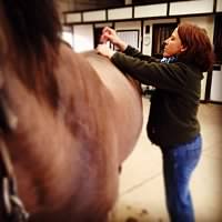 The Visiting Vet Photo