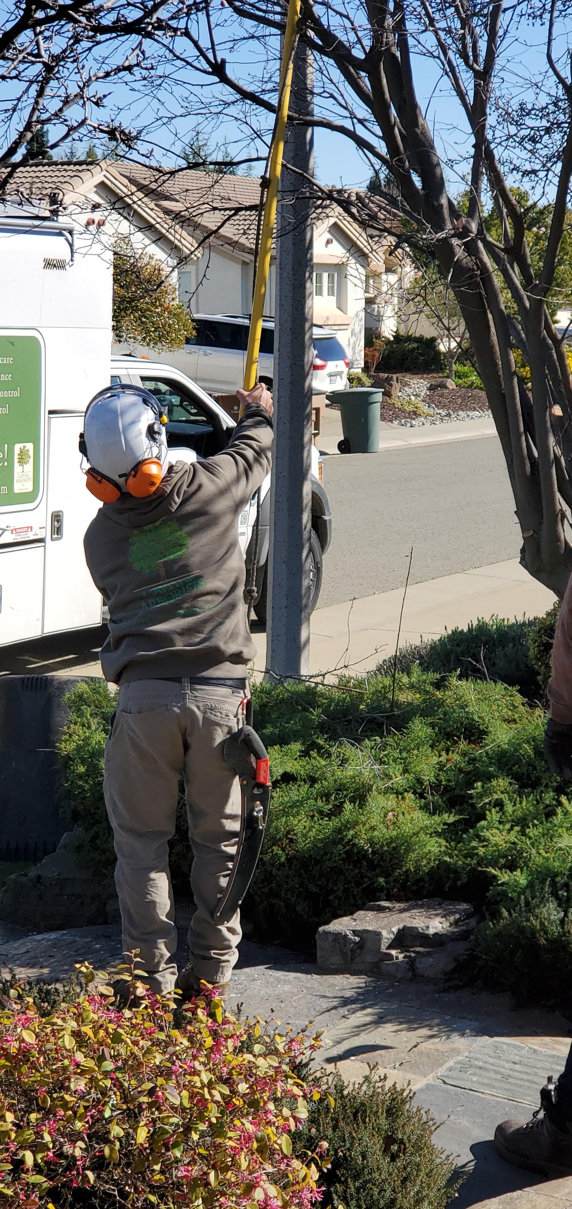 Capital Arborists, Inc. Image