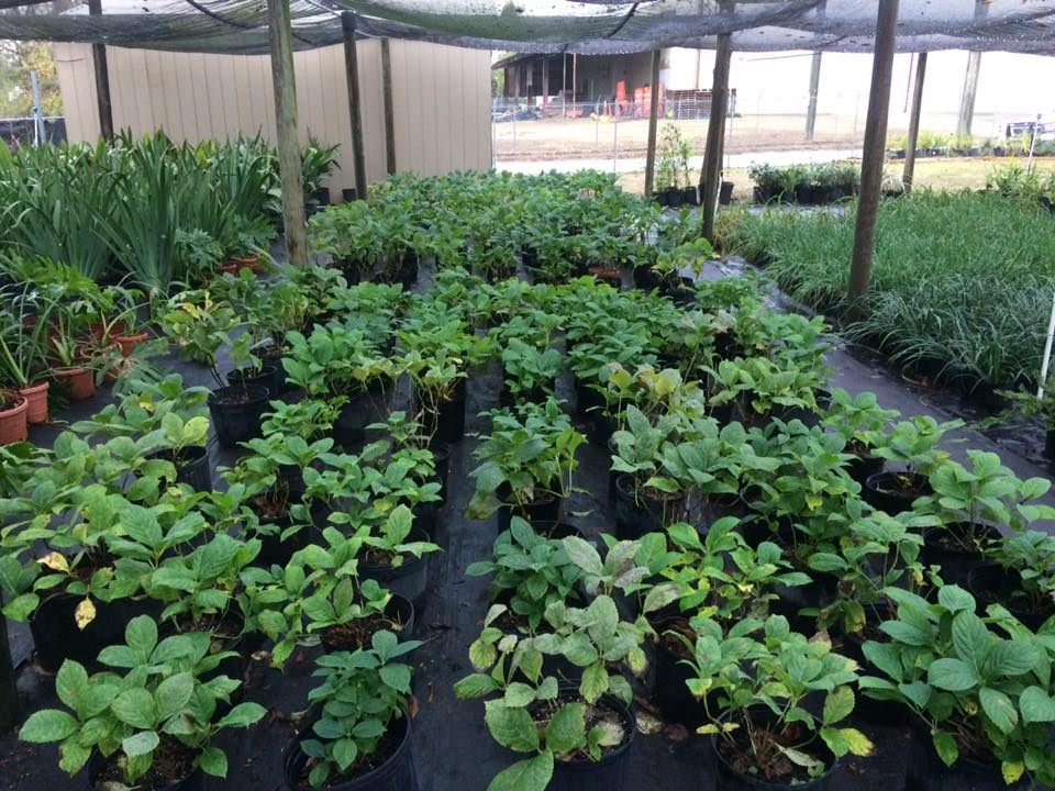 Chary's Nursery &amp; Landscaping Logo