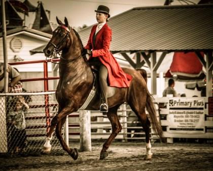 Pet Relocation Image