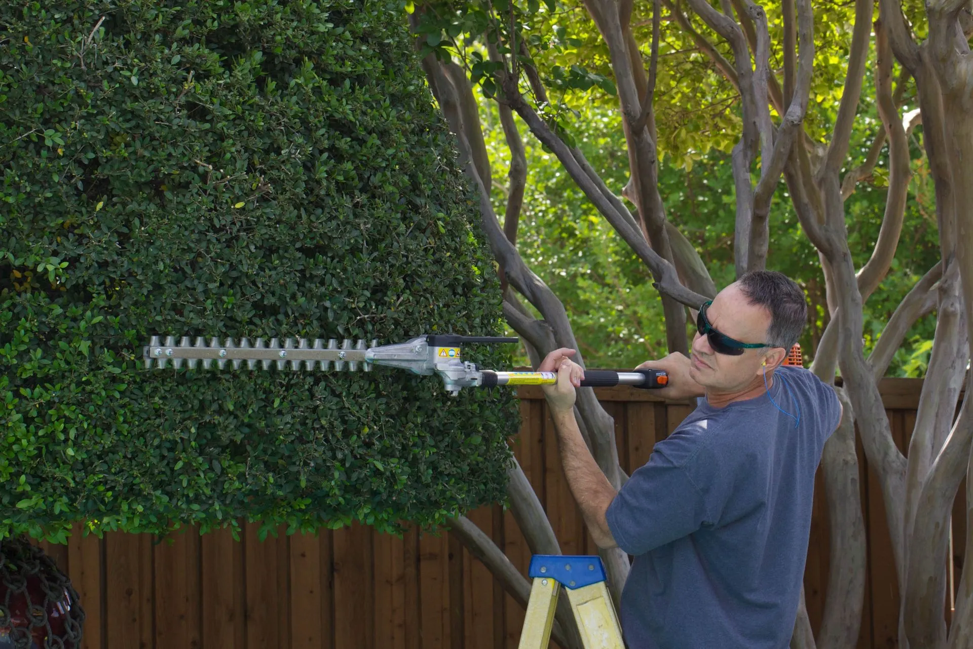 Shrub Pruning