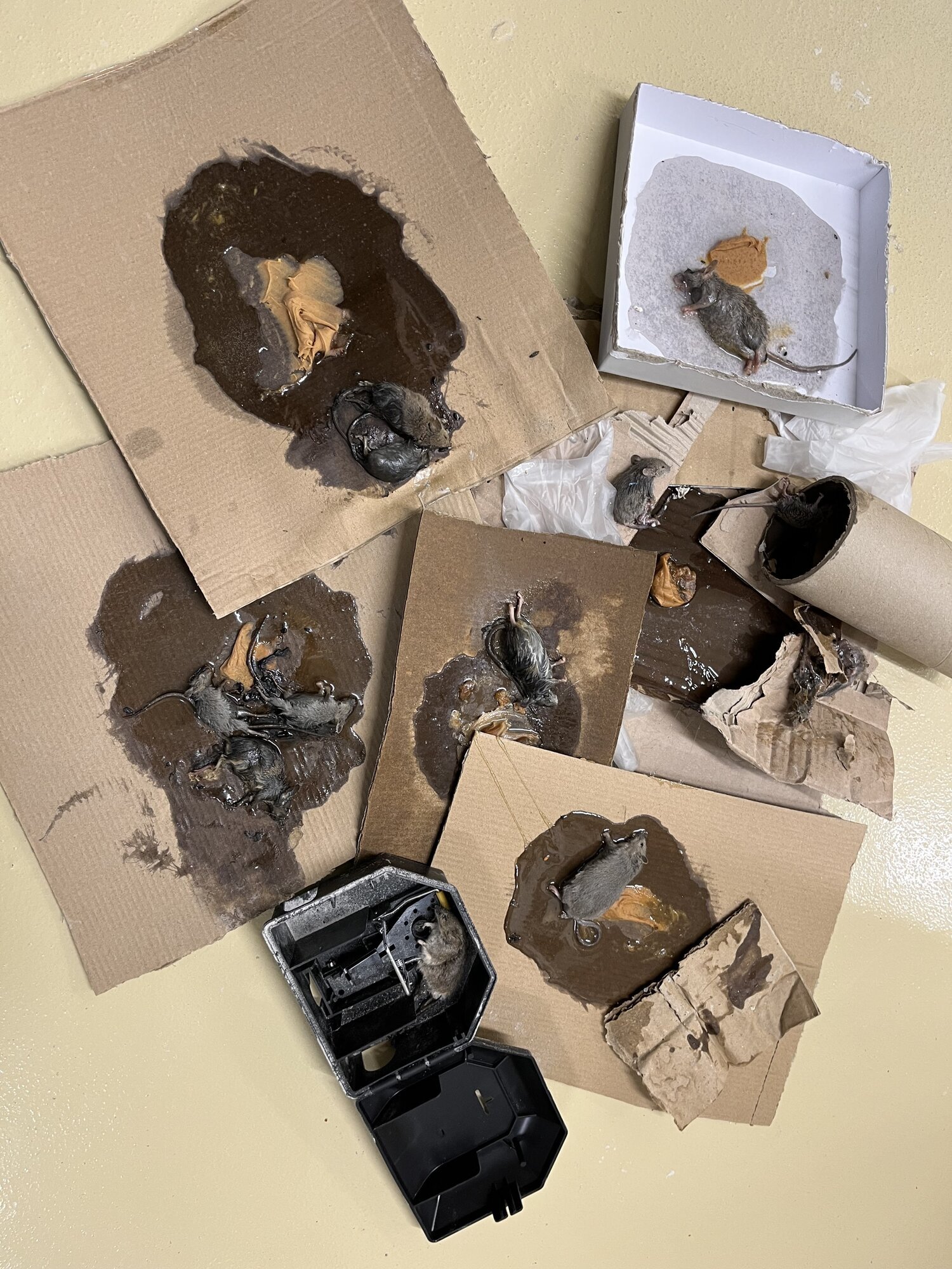 Miniature de la galerie