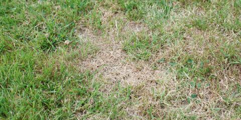 3 Tips to Prevent Brown Patches on Your Lawn