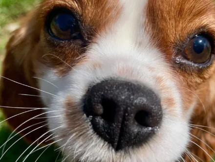 King Charles Cavalier