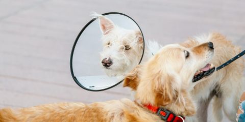 4 Tips to Help Your Dog With Their E-Collar