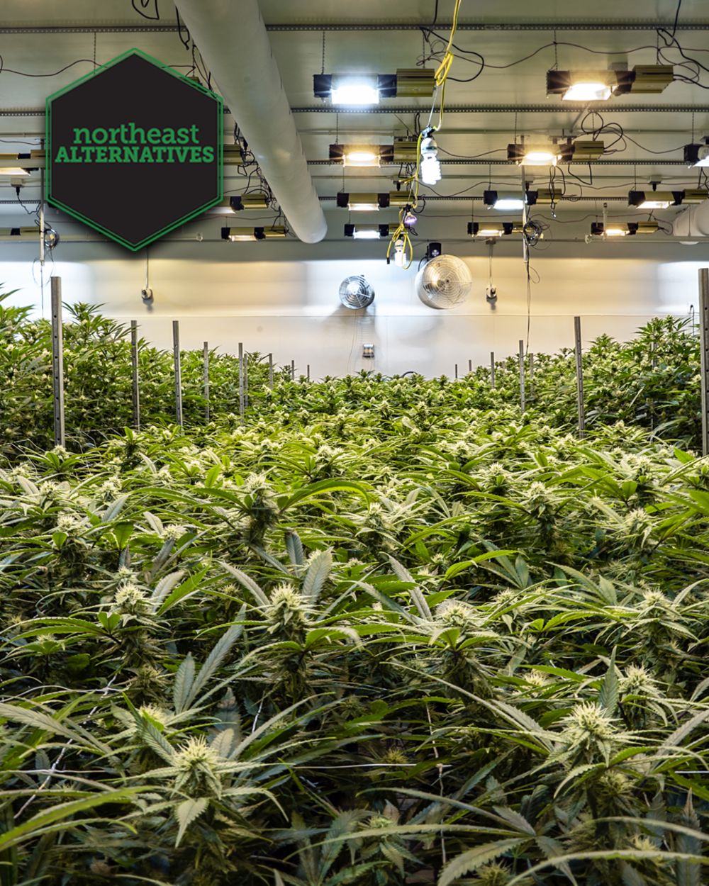 Northeast Alternatives Dispensary - Fall River Image