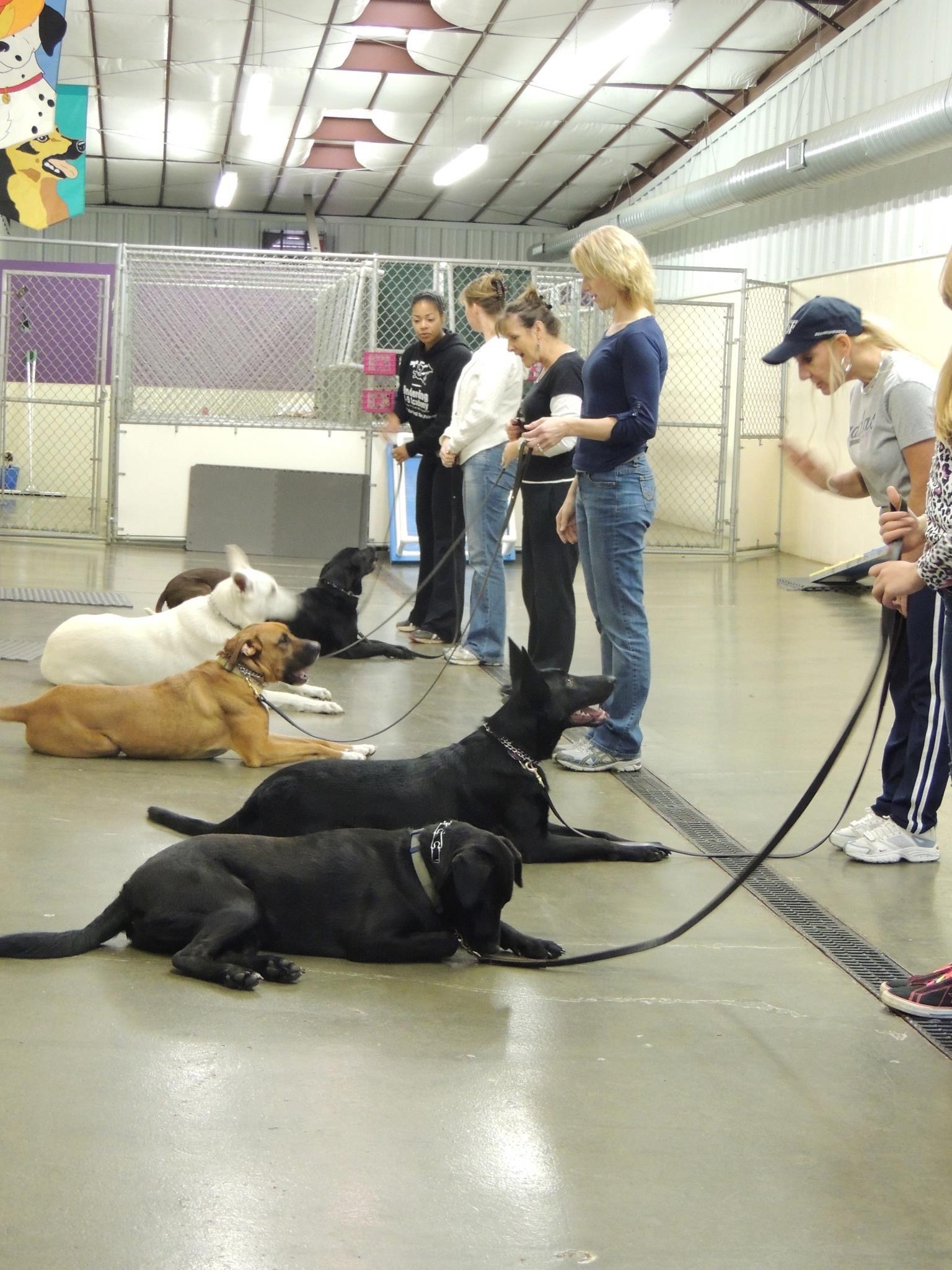 Underdog K-9 Academy LLC Image