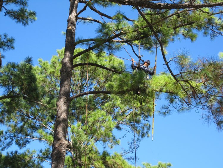 Four Seasons Tree Service | Citysearch