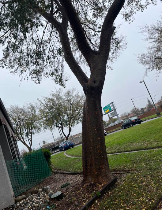 J The Tree Guy Image