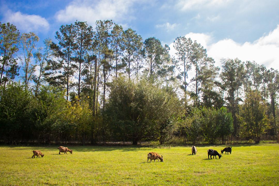 Dickerson Landscaping & Lawn Care | Tallahassee, FL Image