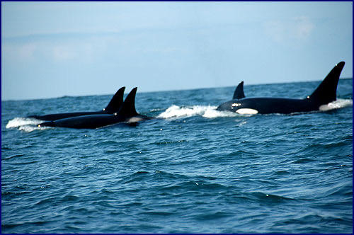 Images Dockside Charters and Whale Watching Tours