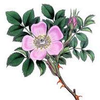 Wild Rose Landscape Design Logo