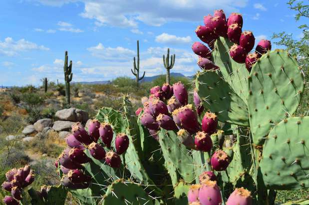 Images Boulders Resort & Spa Scottsdale, Curio Collection by Hilton