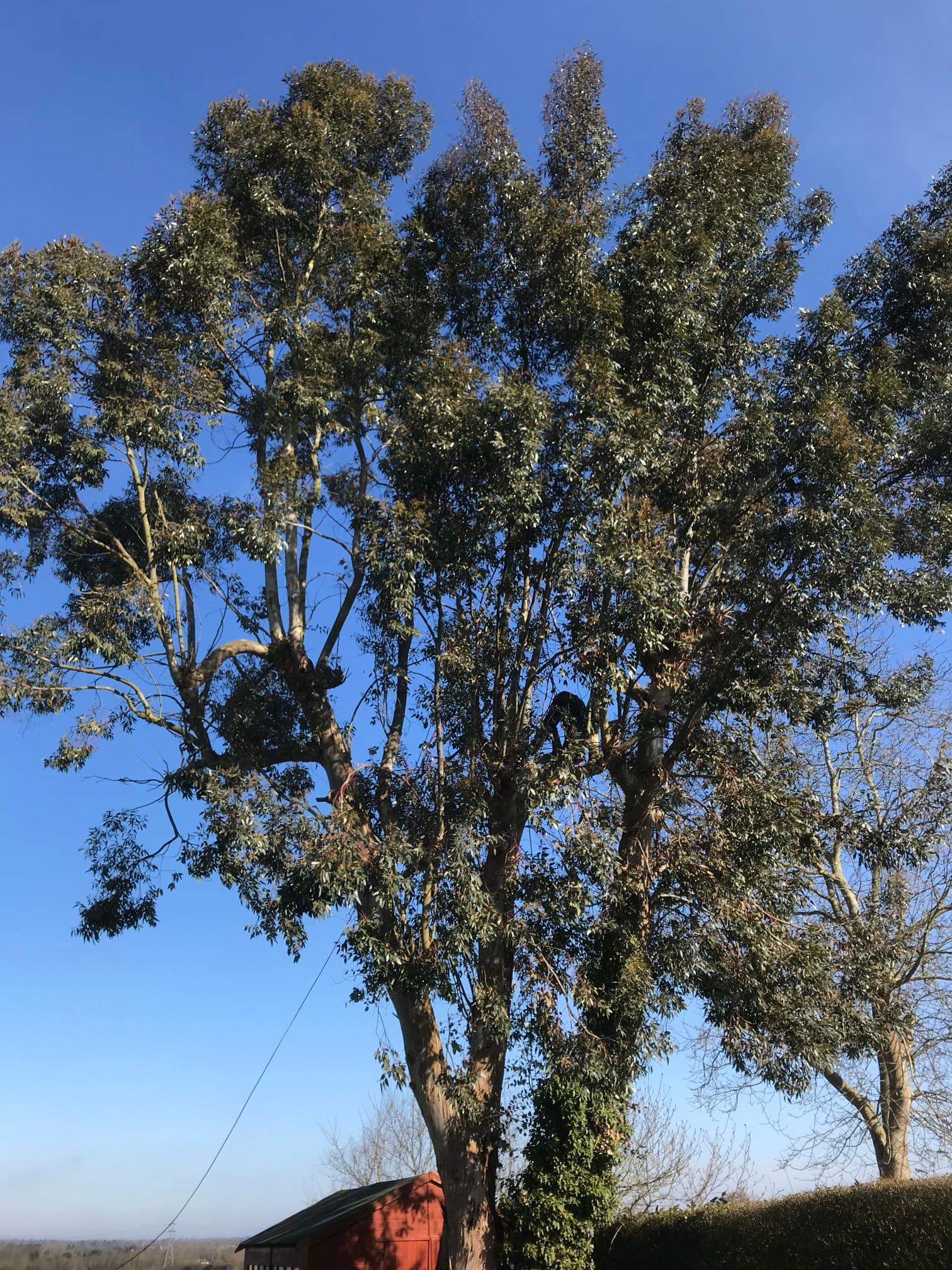 Images Tree & Garden Services