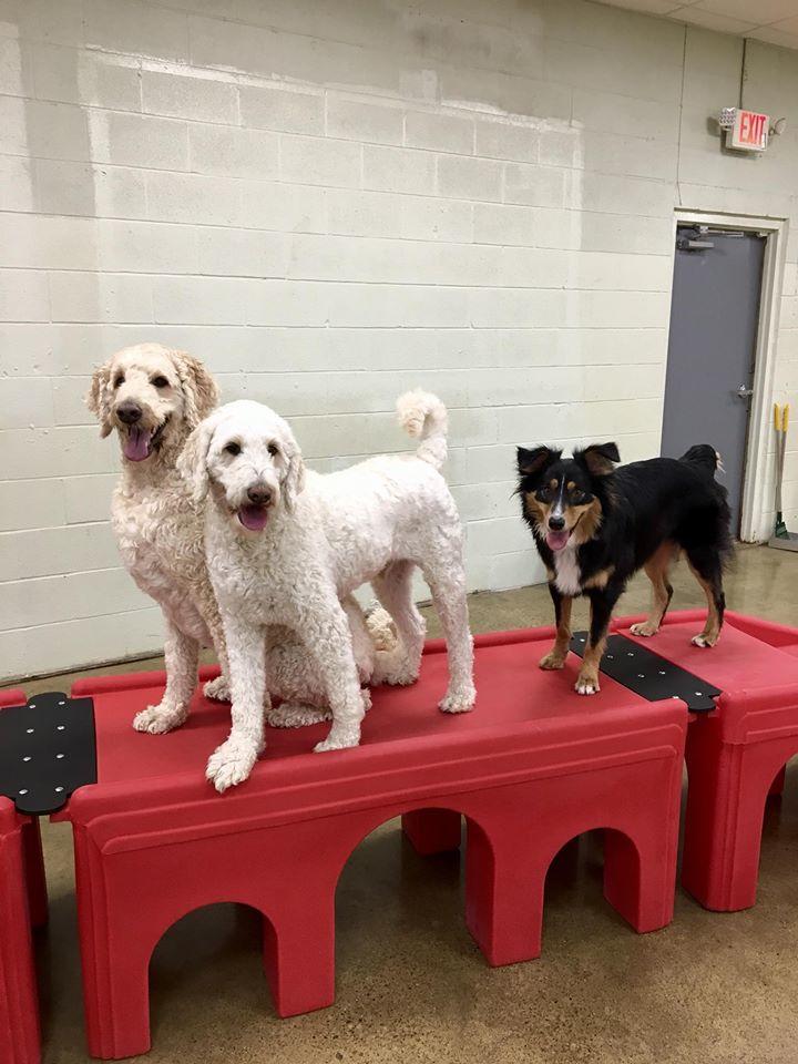 Great American Pet Park Logo