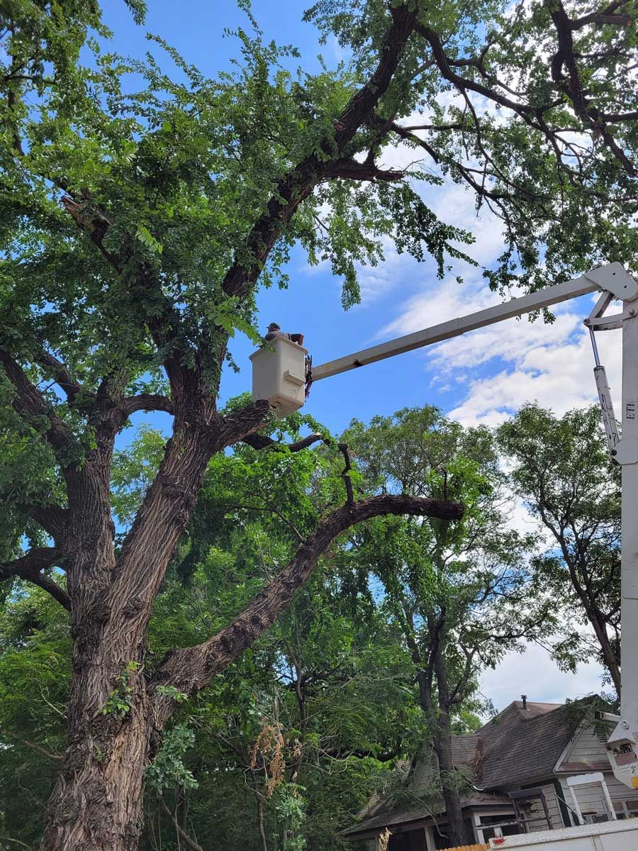 Slawson's Tree Service, Owner George Slawson Image