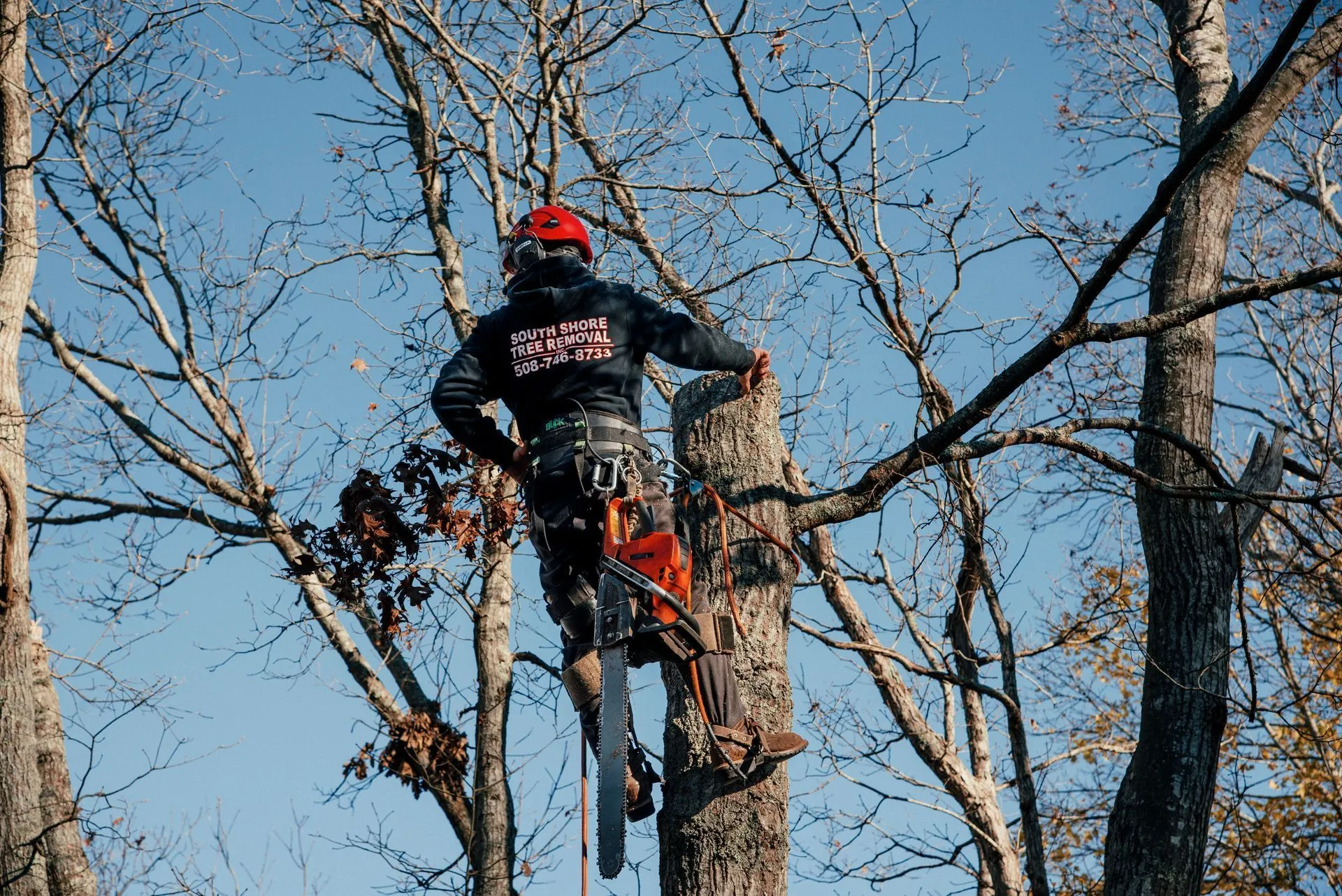Tree Removal Services