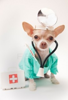 The Animal Clinic P.C. Photo