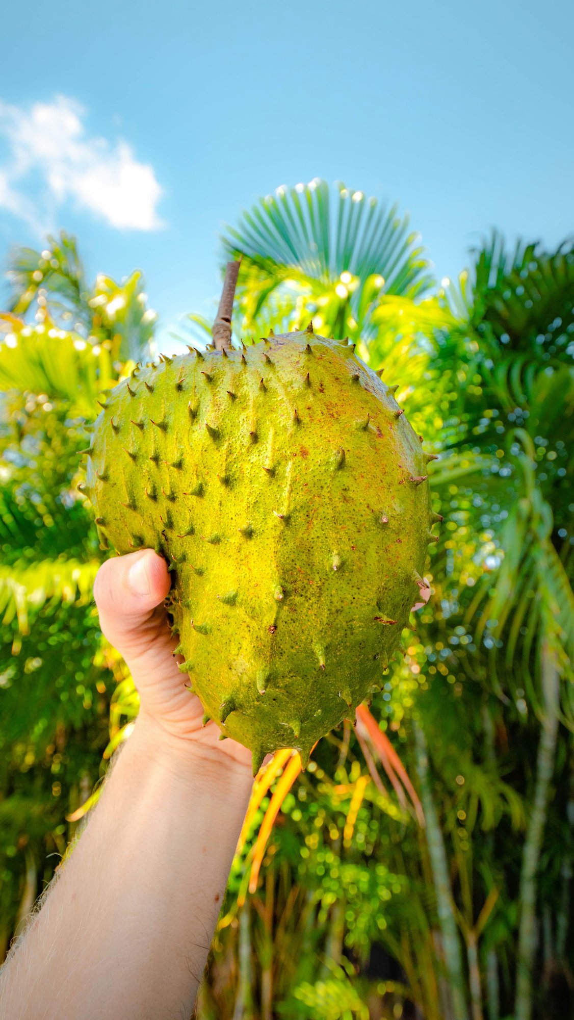 Soursop Juice/Guanabana 21 oz