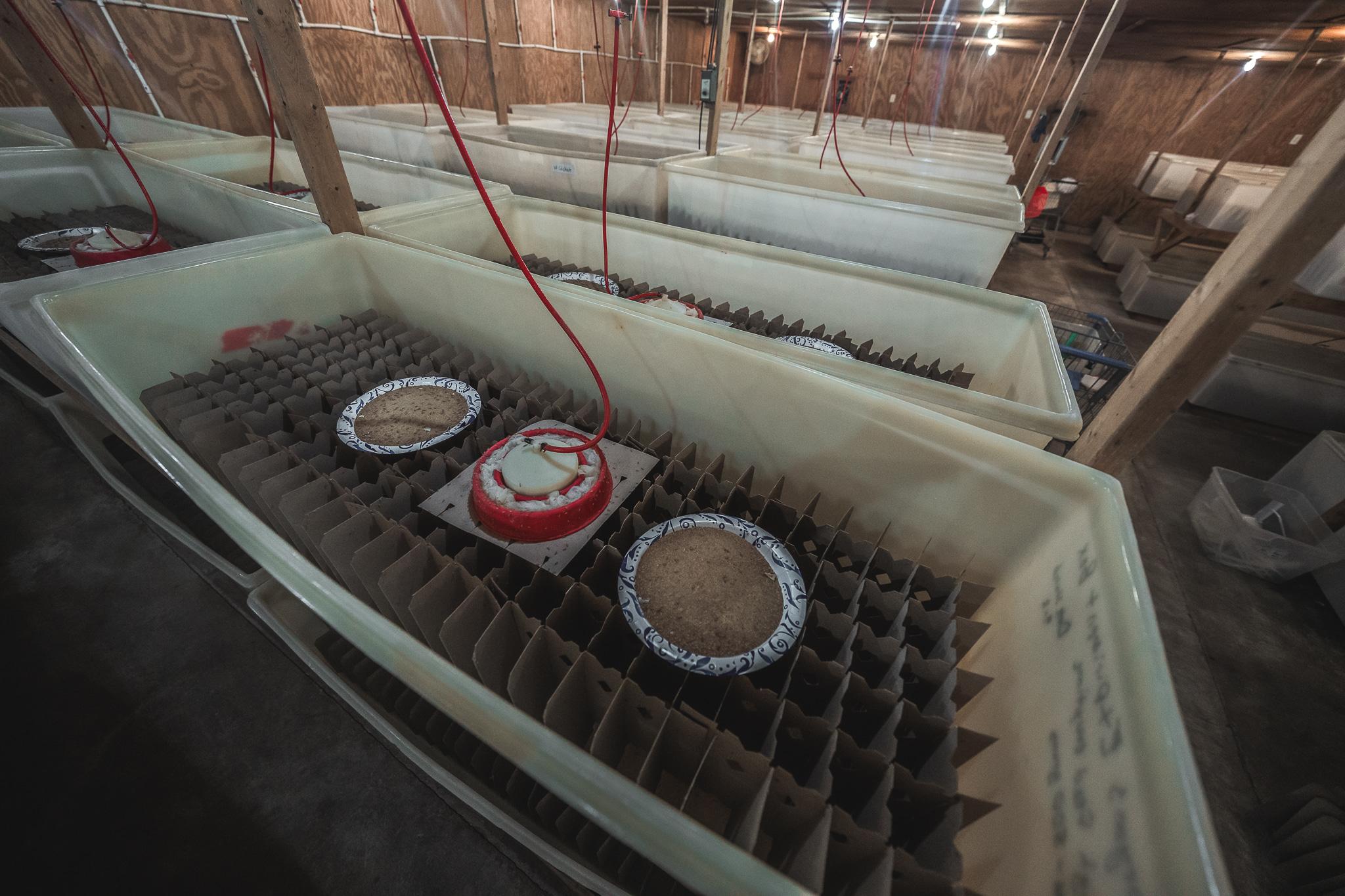 Carolina Crickets Image