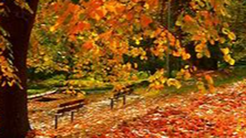 Nasario Lara Lawn Care, LLC. Logo