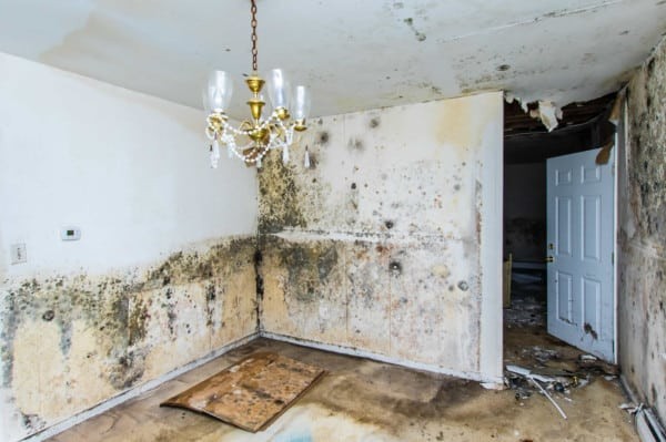 Mold Remediation