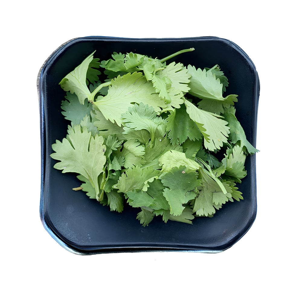 Cilantro