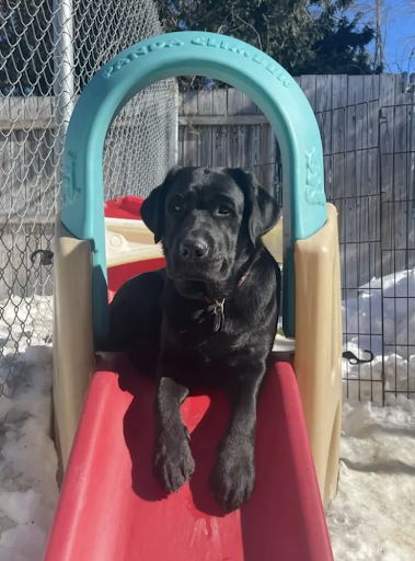 Playtime Pet Resort
