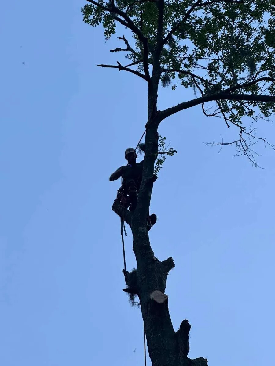 Tilman Tree Service Image